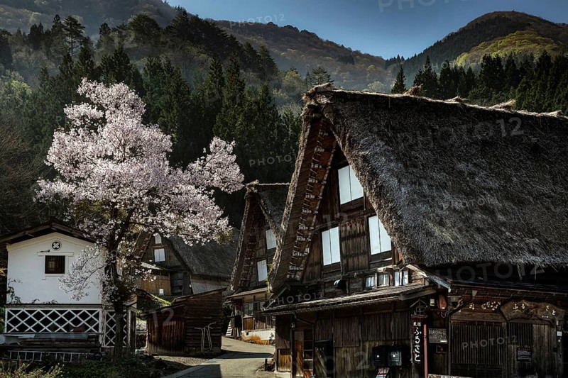 Mountain village with traditional houses and blooming cherry trees in spring, Shirakawa, Gifu, Japan