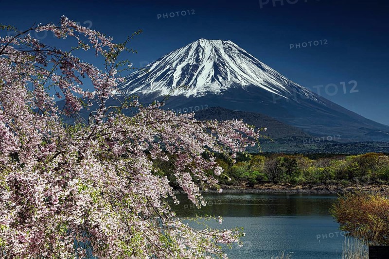 Panorama of Fujiyama with blooming cherry blossoms on the lakeside