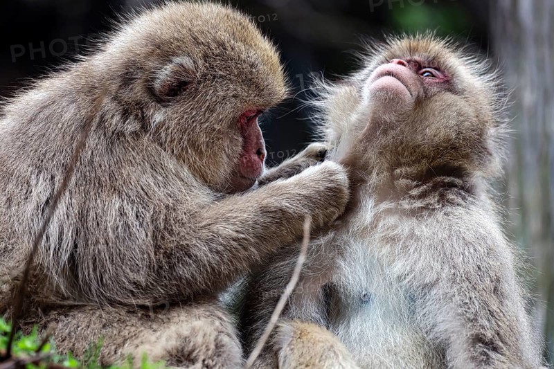 Macaques care for each other at Jigokudani Yaen Koen, Yamanouchi, Japan