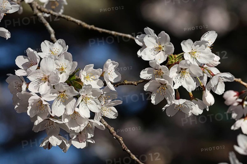 Close-up of bright cherry blossoms in full bloom