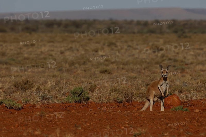 A red kangaroo stands in the vast landscape of the outback, South Australia, Australia
