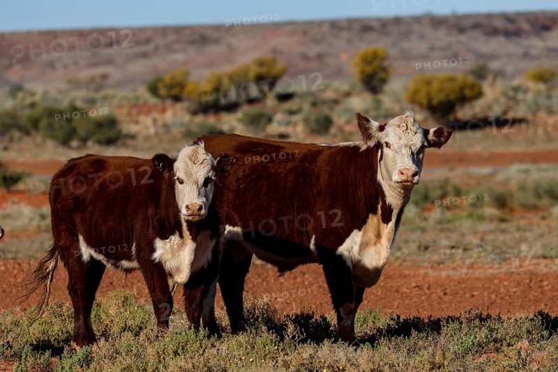 Two Hereford cattle stand in a vast landscape along the Oodnadatta Track, Oodnadatta Track, South Australia, Australia