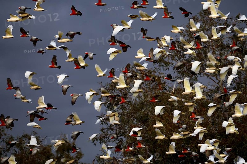 Swarm of naked eyed cockatoos fly across trees