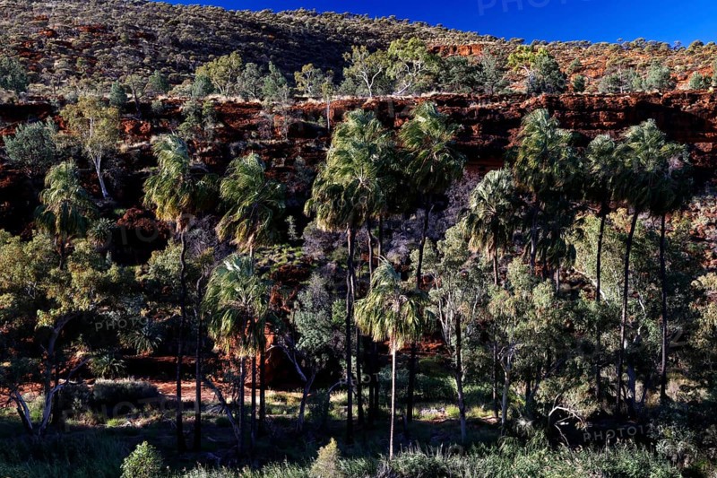 Dense vegetation with red umbrella palms on a rocky slope under clear skies, Palm Valley, Northern Territory, Australia