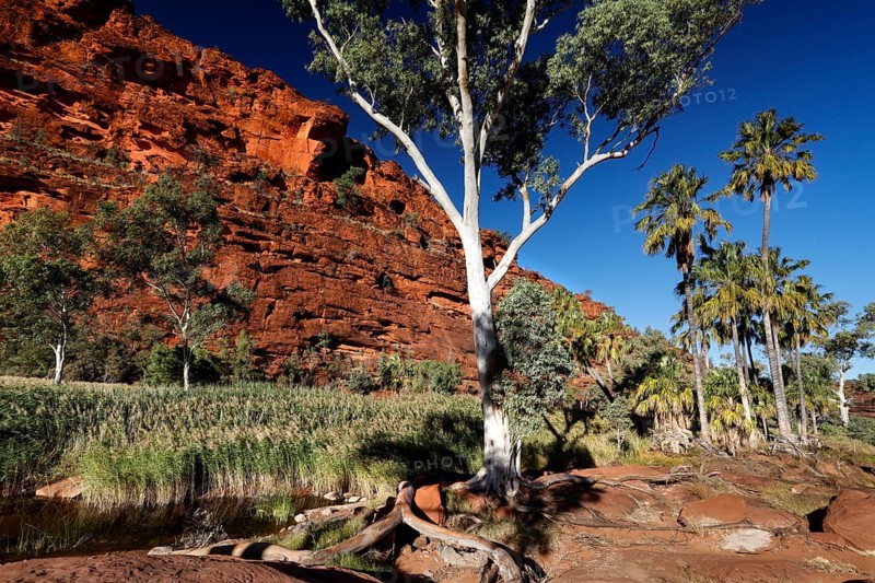 A eucalyptus tree against a red rock wall with palm trees in the background, Palm Valley, Northern Territory, Australia