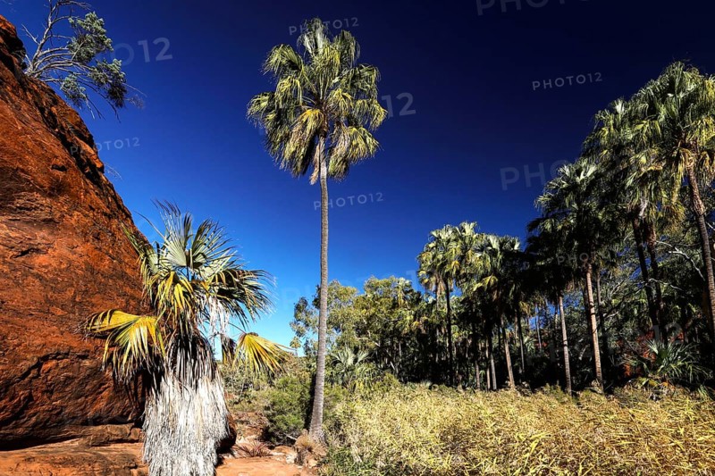 Tall red umbrella palms against rock walls in Palm Valley under bright blue sky, Palm Valley, Northern Territory, Australia