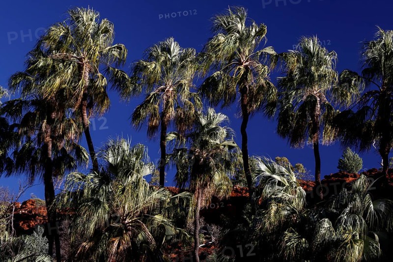 A group of red umbrella palms rise proudly against a deep blue sky, Palm Valley, Northern Territory, Australia