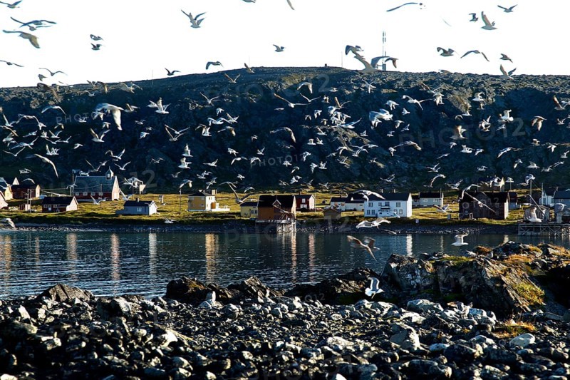 Swarm of kittiwakes over the coastline of Hamningberg, Hamningberg, Finnmark, Norway