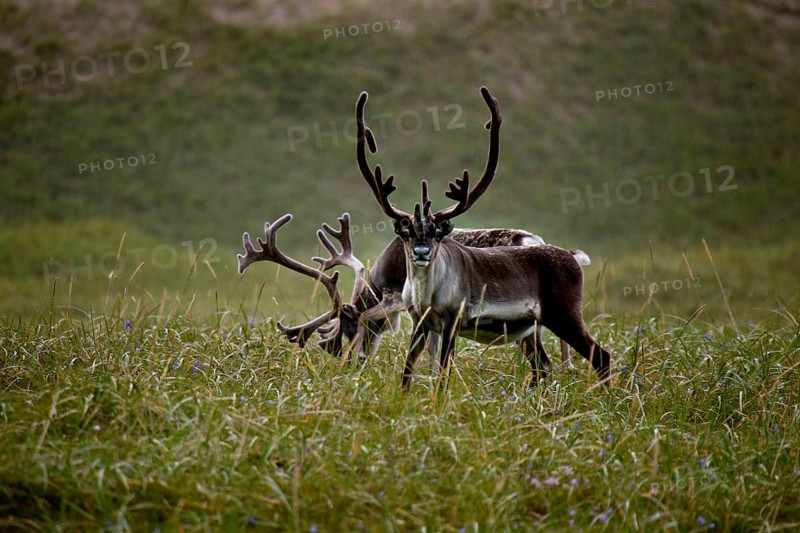 Two reindeer roam a green landscape in the Hamningberg region