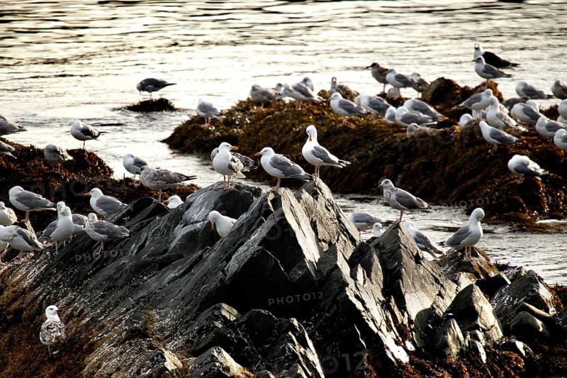 Rocks full of kittiwakes on the Hamningberg coast