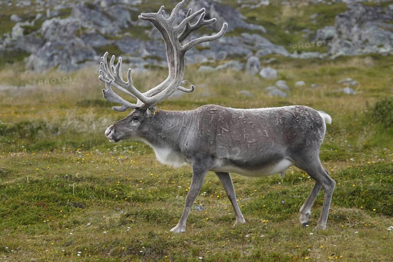 Ren moves across grassy and rocky landscape near Hamningberg, Hamningberg, Norway
