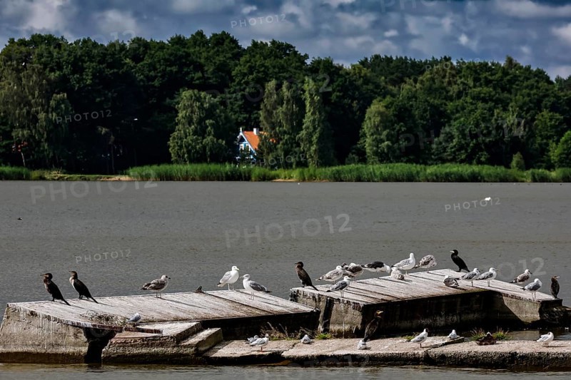 Birds on a wooden walkway in the lagoon near Pervalka, surrounded by cloudy sky, Pervalka, Lithuania