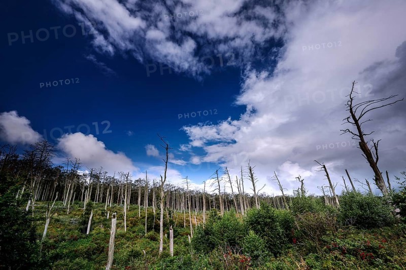 Cormorant colony in Juodkrante with dead trees against a blue sky, Juodkrante, Lithuania