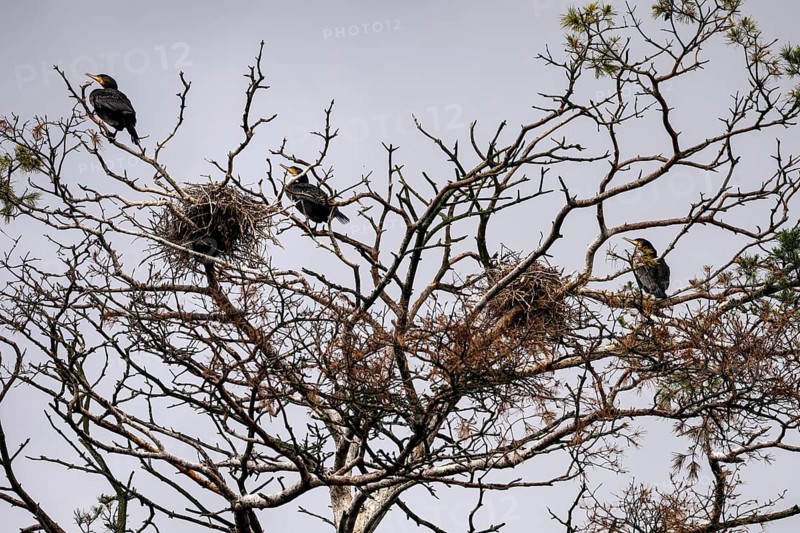 Cormorants in their nests on bare branches of a large treetop, Juodkrante, Klaipeda, Lithuania