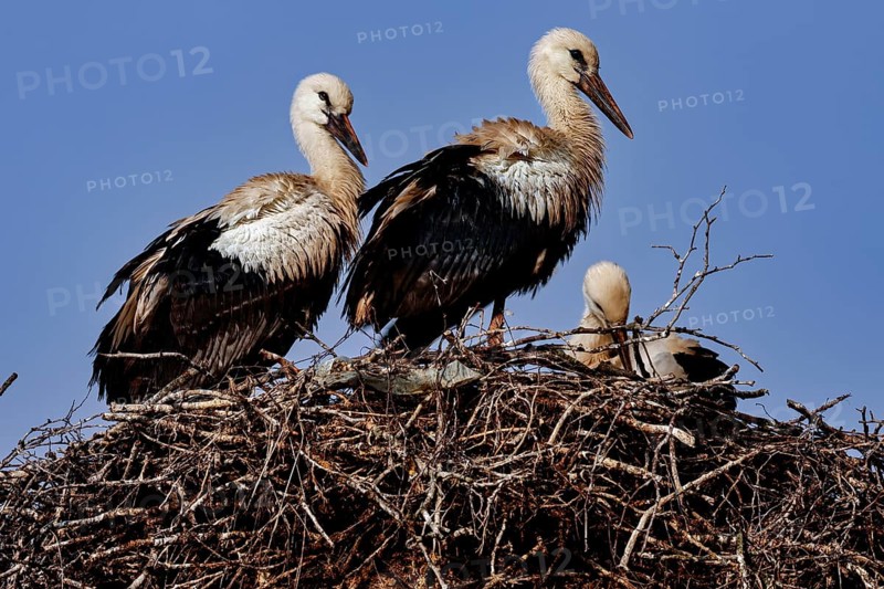 Storks nest in a large nest surrounded by clear blue sky, Siauliai, Lithuania