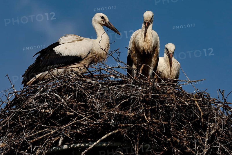 Storks nesting against a blue sky near Seredzius, Seredzius, Jurbarko rajono Savivaldybe, Lithuania