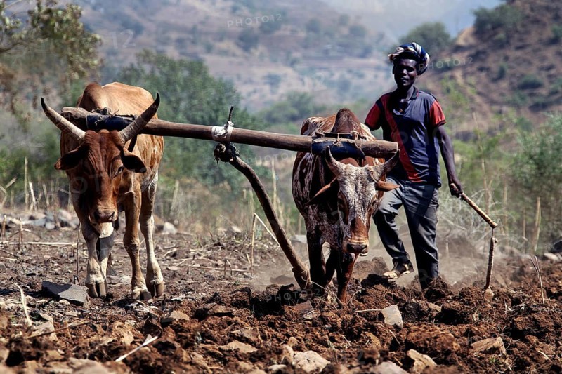 Farmer with oxen ploughs the field in the Semien Mountains