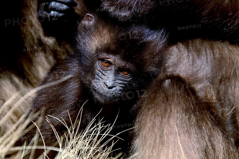 Gelada monkey young animal snuggling up in a group in a meadow, zero