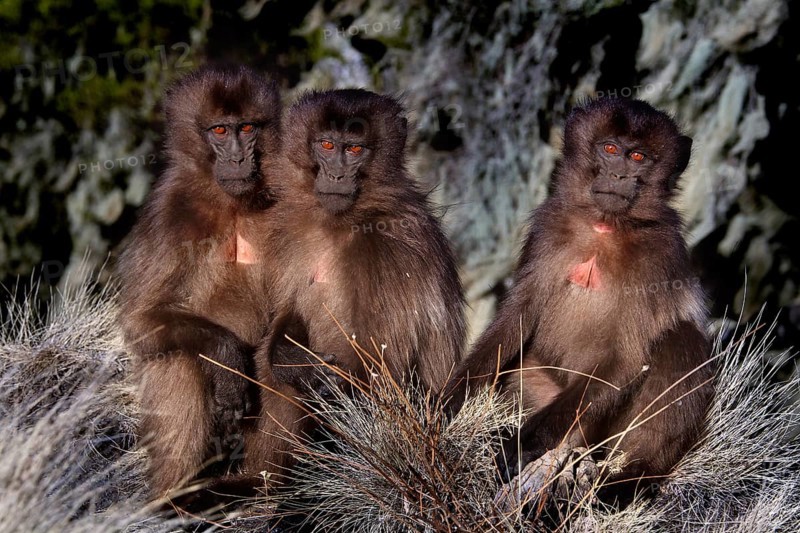 Three Gelada monkeys sitting close together in a meadow, zero