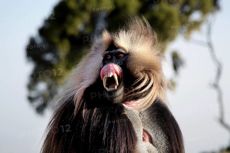 The Gelada monkey shows an intense facial expression in Semien National Park, Semien Mountain National Park, Ethiopia