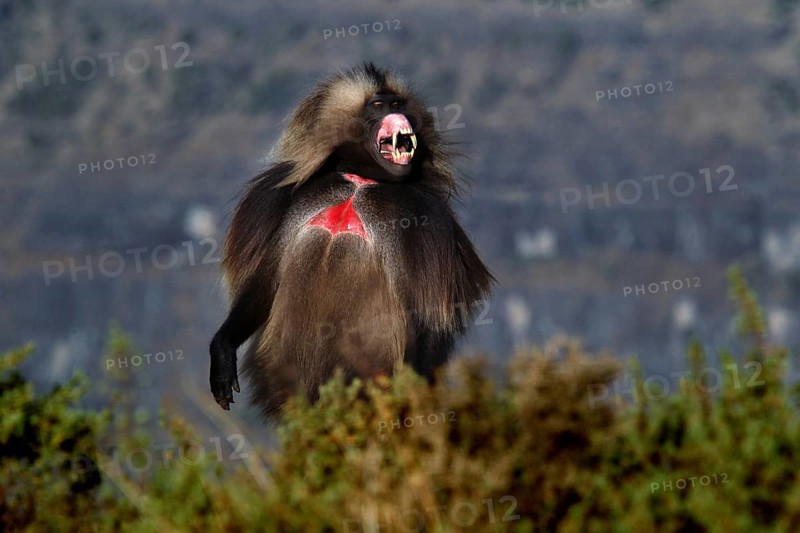 A calling gelada monkey stands out in front of a vast landscape, Semien Mountain National Park, Ethiopia