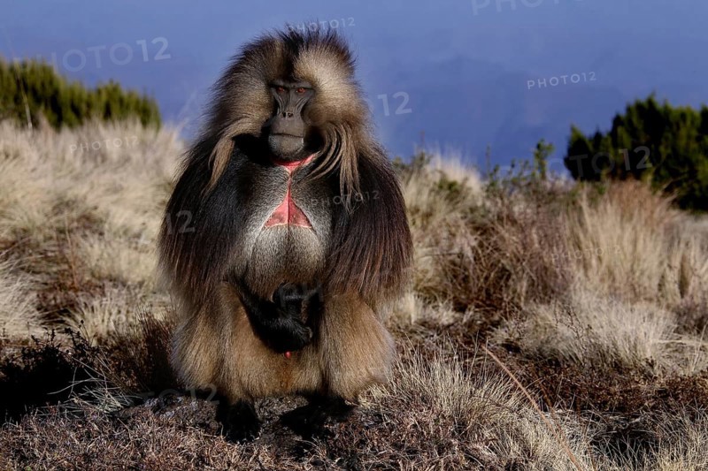 A gelada monkey stands proudly in the countryside of Semien Mountain National Park, Semien Mountain National Park, Ethiopia