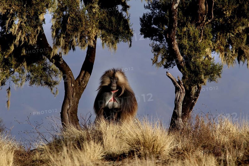 A gelada monkey sits among trees in Semien Mountain National Park, Semien Mountain National Park, Ethiopia