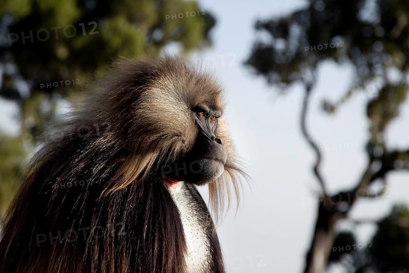 A Gelada monkey in profile with sunny landscape in the background, Semien Mountain National Park, Ethiopia