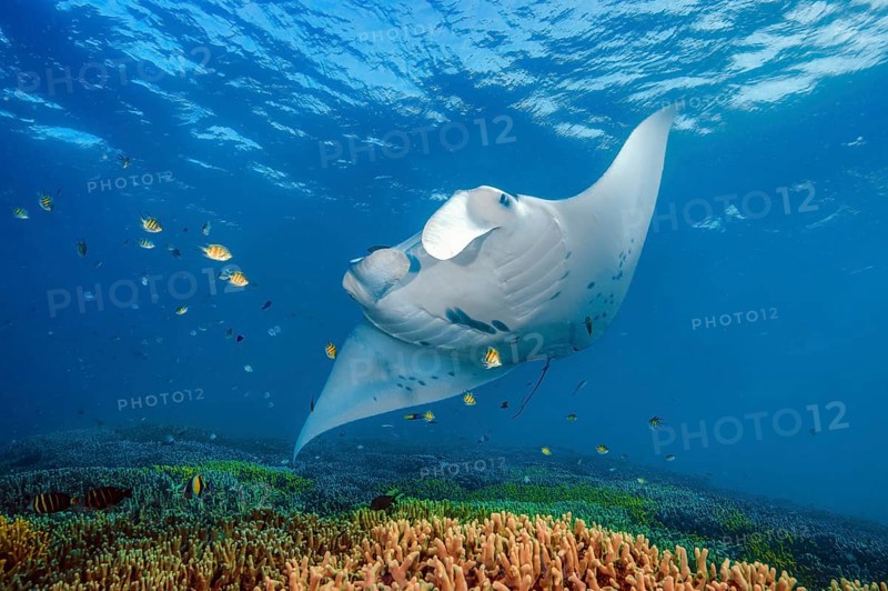 Underwater photo of Reef Manta (Mobula alfredi) Manta, devil ray, winged ray, plankton eater, hovering over cleaning station in coral reef Corals Stony corals (Scleractinia) Hard corals Staghorn corals (Acropora) in shallow water of lagoon, Pacific, Indo-Pacific, Yap Island, Yap State, Caroline Islands, FSM, Federated States of Micronesia, Australia, Oceania