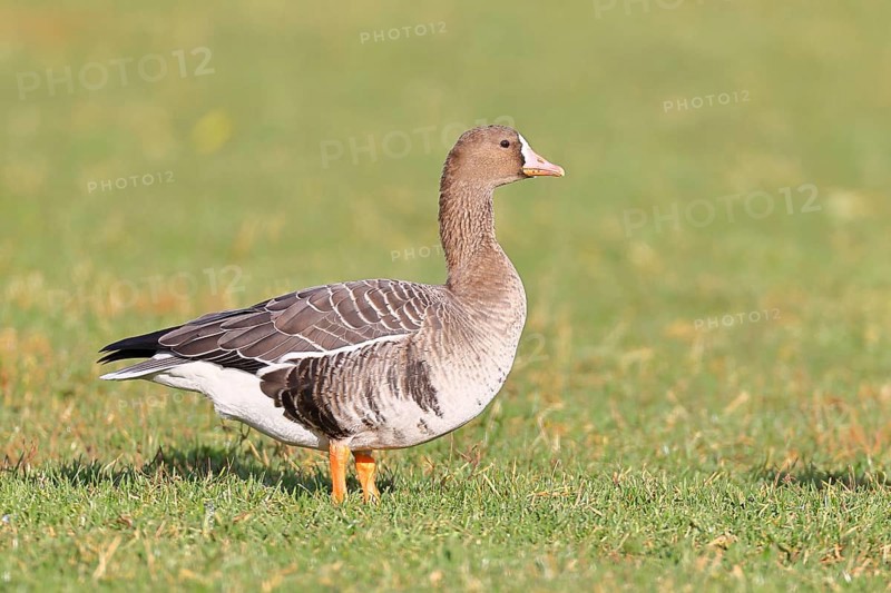 White-fronted goose (Anser albifrons), standing in a meadow in the wintering area, wildlife, Bislicher Insel nature reserve, Xanten, Lower Rhine, North Rhine-Westphalia, Germany