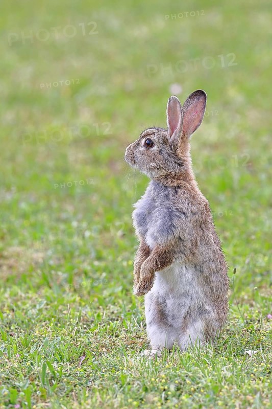 Wild rabbit (Oryctolagus cuniculus), sitting in a meadow, making mate, erect, fully grown, alert, wildlife, animals, rodent, Podersdorf, Lake Neusiedl-Seewinkel National Park, Burgenland, Austria