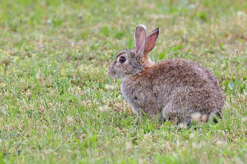 Wild rabbit (Oryctolagus cuniculus), sitting in a meadow, adult, alert, wildlife, animals, rodent, Podersdorf, Lake Neusiedl-Seewinkel National Park, Burgenland, Austria