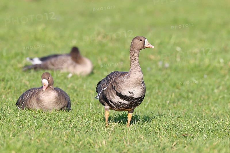 White-fronted geese (Anser albifrons), in a meadow in the wintering area, Wildlife, Bislicher Insel nature reserve, Xanten, Lower Rhine, North Rhine-Westphalia, Germany