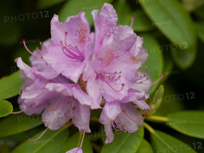 Rhododendron flower (Catawbiense Grandiflorum), pink, native garden, East Frisia, Germany