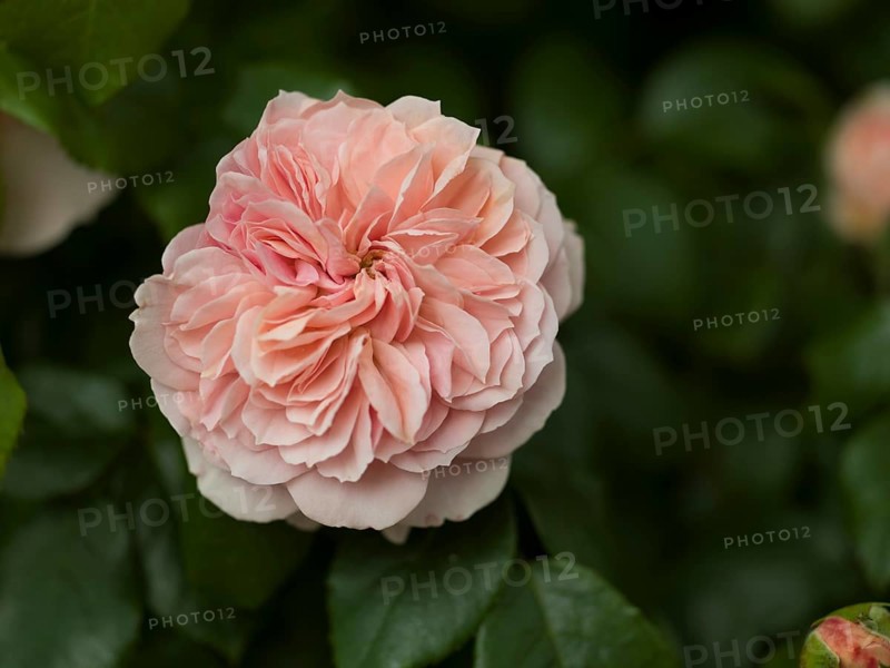 English rose flower, beetrose, local garden, East Frisia, Germany