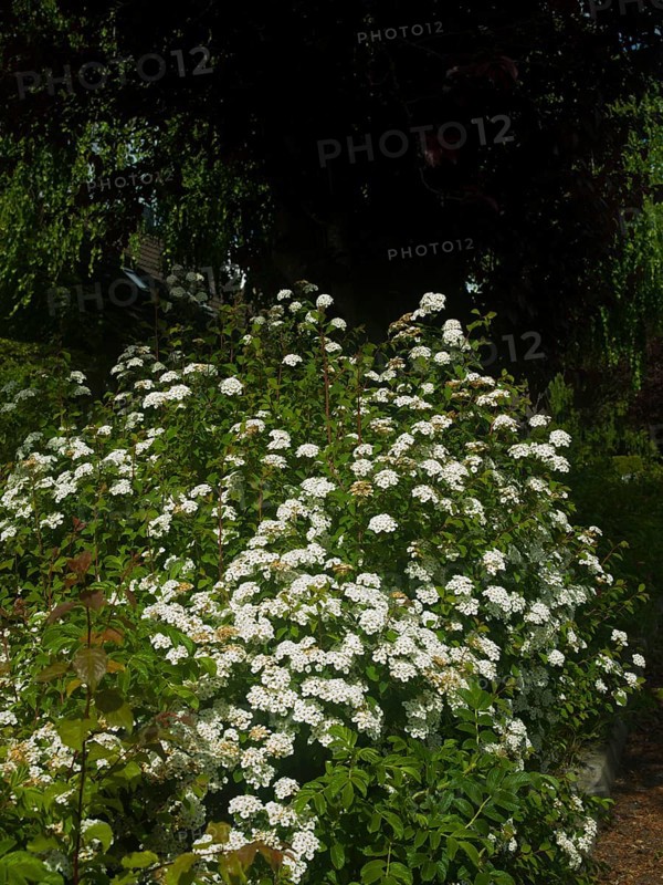Ornamental shrubs (Spiraea vanhouttei), garden, very beautiful flowers, plant, planted in a group, East Frisia, Germany