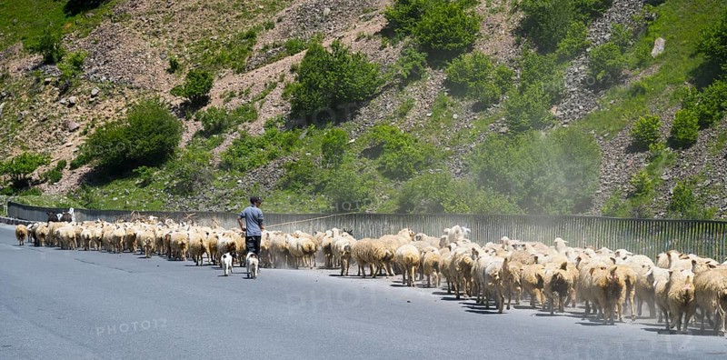 Shepherd drives a large flock of sheep along a road through a green landscape, Kvemo Mleta, Mtskheta-Mtianeti region, Georgian Military Route, High Caucasus, Georgia