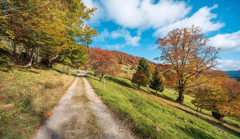 Hiking trail on Schauinsland, dirt road through meadows with old beech trees in full autumn colors, Black Forest, Baden-Württemberg, Germany