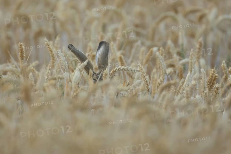 European brown hare (Lepus europaeus) adult animal in a farmland wheat field in summer, England, United Kingdom