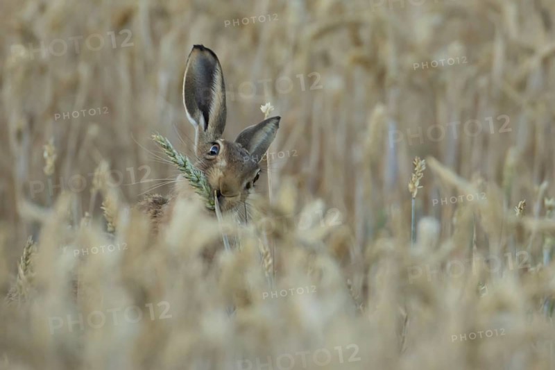 European brown hare (Lepus europaeus) adult animal eating a wheat plant seedhead in a farmland field in summer, England, United Kingdom