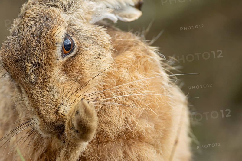 European brown hare (Lepus europaeus) adult animal washing its foot, England, United Kingdom