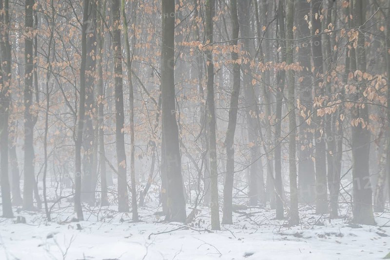 Beech forest (Fagus sylvatica) in the fog, Emsland, Lower Saxony, Germany
