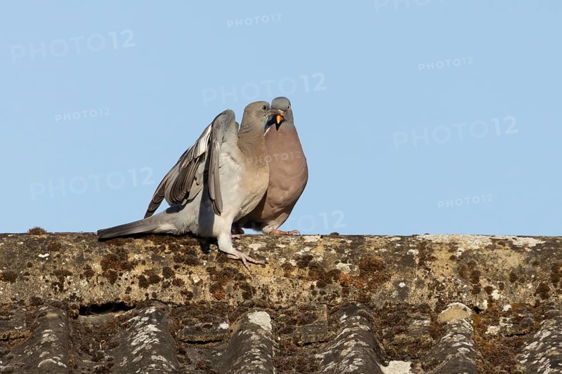 Wood pigeon (Columba palumbus) adult garden bird feeding a juvenile baby squab bird on a house roof in summer, England, United Kingdom
