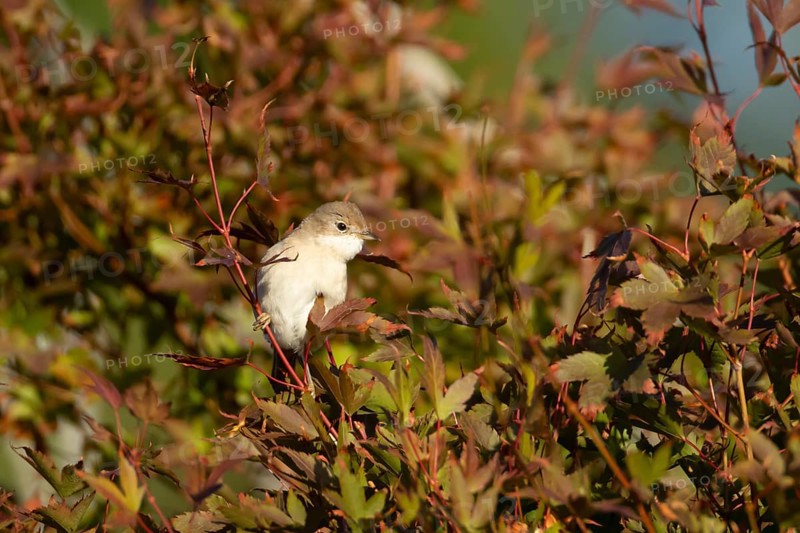 Lesser whitethroat (Curruca curruca) adult bird on a garden shrub with red autumn colour leaves, England, United Kingdom