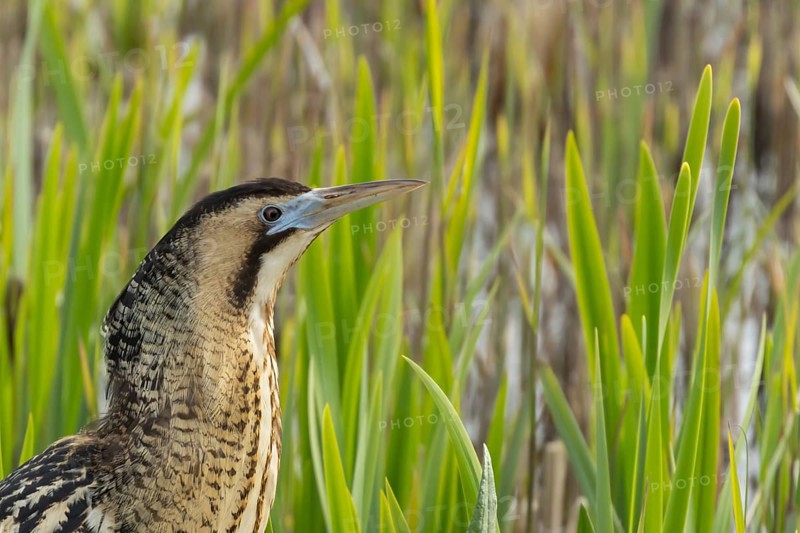 Eurasian or Great bittern (Botaurus stellaris) adult bird in a reedbed in spring, RSPB Minsmere nature reserve, Suffolk, England, United Kingdom