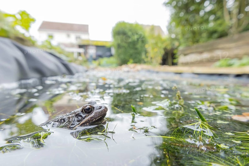Common frog (Rana temporaria) adult amphibian on the water surface of a garden pond amongst pond weed with an urban house in the background, England, United Kingdom
