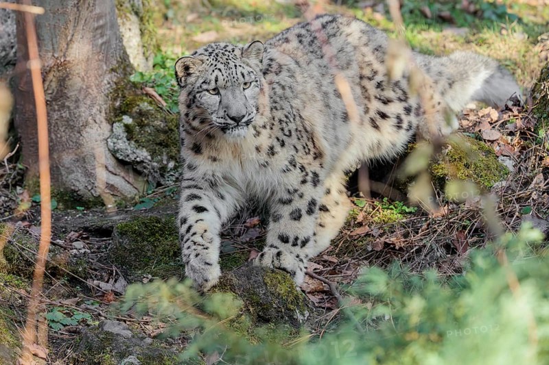 A snow leopard (Panthera uncia) stalks its siblings between rocks and trees in hilly terrain on a sunny day. Captive