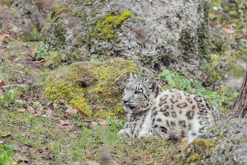 Perfect camouflage. A snow leopard (Panthera uncia) sits next to a rock in hilly terrain, blending in with its surroundings. Captive