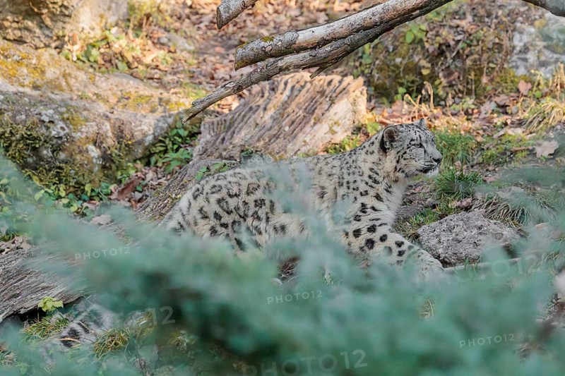 A snow leopard (Panthera uncia) runs along a mountainside between rocks and trees on a sunny day. Captive