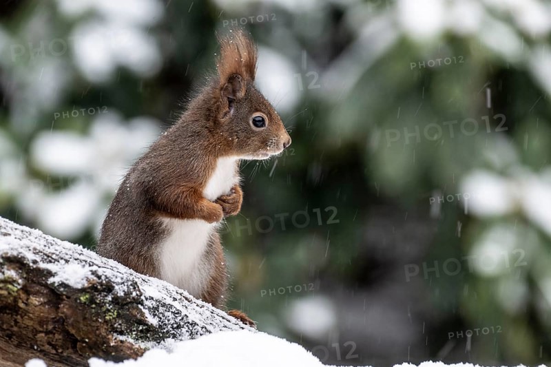 Squirrel (Sciurus vulgaris), Emsland, Lower Saxony, Germany